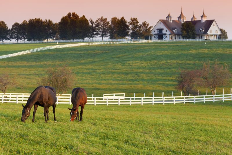Horse Paddock Installation in Pearland, TX